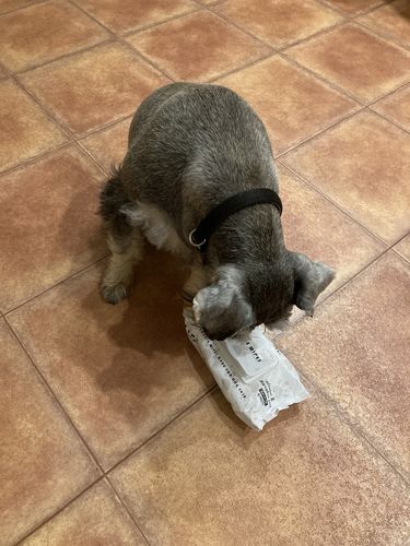 Customer photo review of Premium Doggie Wipes - Natural Skin & Coat Dog Wipes (80 Wipes)
