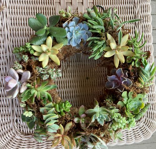 Customer photo review of Succulent Cuttings Variety Pack | Live Succulent Cuttings