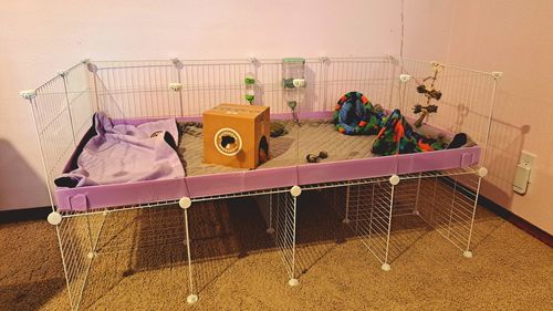 Customer photo review of Original GuineaDad Liner