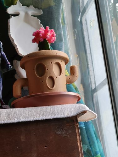 Customer photo review of Moon Cactus Pink | Gymnocalycium mihanovichii freidrichii