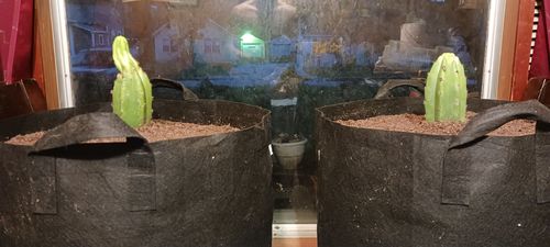 Customer photo review of Imperfect San Pedro Cactus Cuttings | Echinopsis pachanoi Cuttings