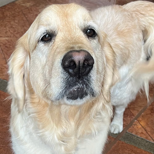 Customer photo review of No.2 MOVE – NATÜRLICHE GELENKUNTERSTÜTZUNG HUND