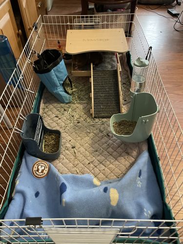 Customer photo review of Premium GuineaDad Liner