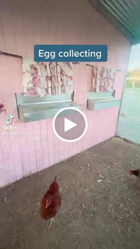 Customer video review of Medium (34") Reversible Rollout Nest Box (Up to 32 Hens) - Premium Grade -Estimated to ship April 18th