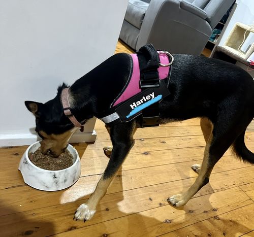 Customer photo review of No Pull Dog Harness Australia