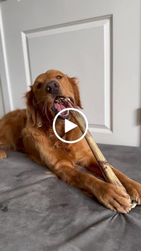 Customer video review of Savannah - Splinter-free Ostrich Long Bone. Long-lasting, Natural Dog Gnaw Treat