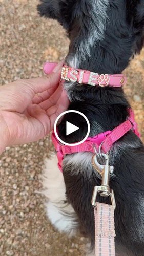 Customer video review of Paws Paws Miami, Custom Dog Collar with Studded Jewelry