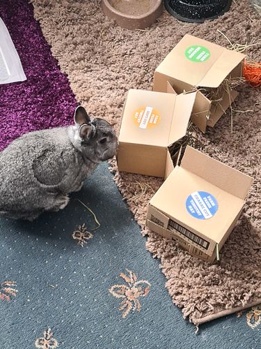 Customer photo review of Taster Pack