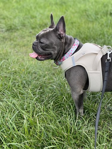 Kundenbewertung mit Foto zu BELISY Bachblüten Globuli für Hunde & Katzen - gegen Juckreiz - 10 g
