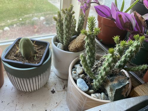 Customer photo review of Penis Cactus | Trichocereus bridgesii monstrose