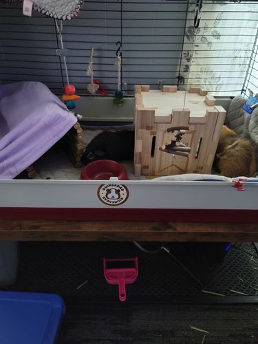 Customer photo review of GuineaDad Wooden Castle