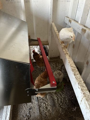 Customer photo review of Medium (34") Reversible Rollout Nest Box (Up to 32 Hens) - Premium Grade
