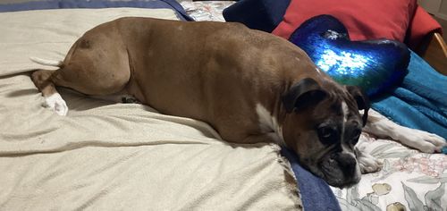 Customer photo review of DoggieBalm Manuka