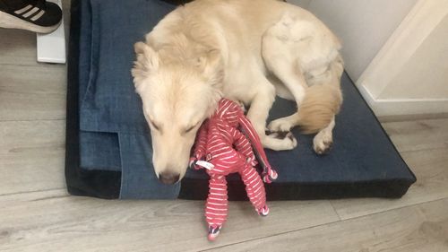 Customer photo review of Cama para perros Modelo Therapy Kuapets Azul petróleo