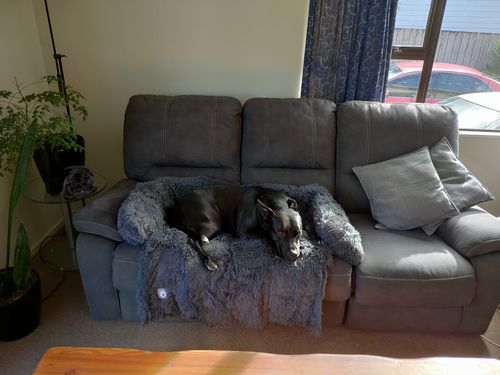 Customer photo review of Calming Couch Bed