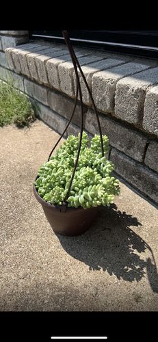 Customer photo review of Donkey's Tail | Sedum Burrito