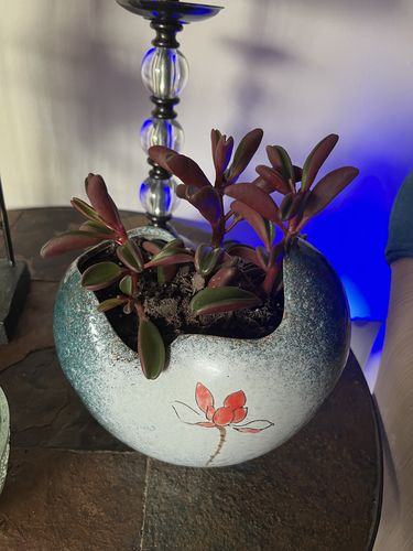 Customer photo review of Ruby Glow | Peperomia Graveolens