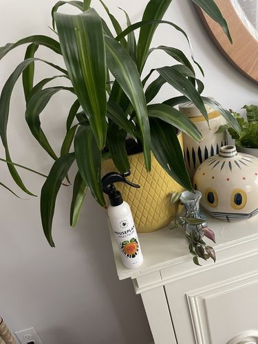 Customer photo review of Houseplant Insecticide w/ Neem