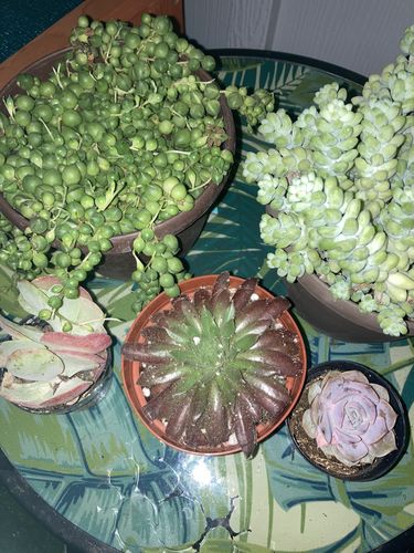 Customer photo review of Donkey's Tail | Sedum Burrito