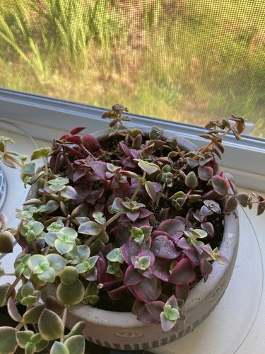 Customer photo review of Calico Kitten Variegated | Crassula marginalia rubra