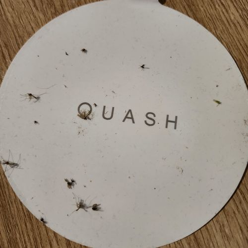 Customer photo review of Indoor Mosquito & Bug Trap