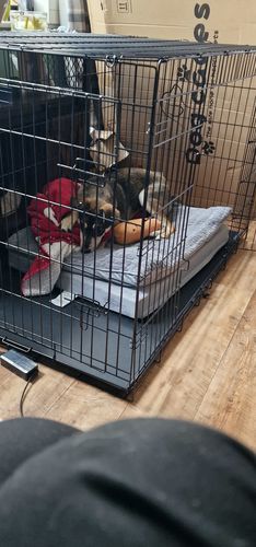 Customer photo review of Dog Crate, Heavy Duty Dog Cage With 2 Doors