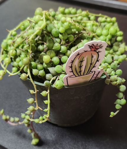 Customer photo review of String of Pearls | Senecio Rowleyanus