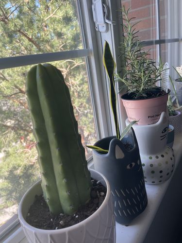 Customer photo review of San Pedro Cactus | Echinopsis pachanoi
