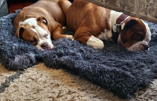 Customer photo review of Sofá relax descanso perfeito para o seu cão ou gato resistente macia e acolhedora
