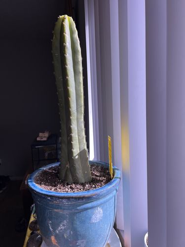 Customer photo review of San Pedro Cactus | Medium | Echinopsis pachanoi