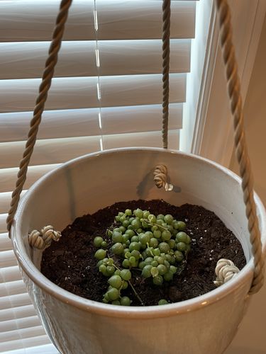 Customer photo review of String of Pearls | Senecio Rowleyanus