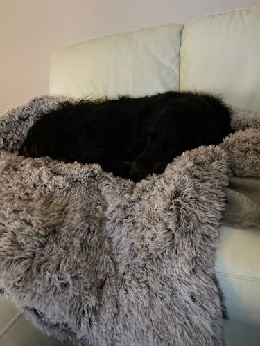 Customer photo review of Sofá relax descanso perfeito para o seu cão ou gato resistente macia e acolhedora