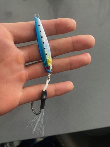 Customer photo review of Fisherman's Life® Jiggy Jigs 20g, 30g, 40g 50g (Four Color Variations)