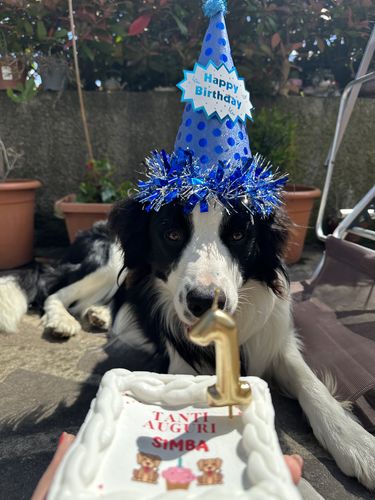 Customer photo review of Torta Per Cani Personalizzabile- Tanti Auguri