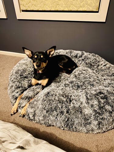 Customer photo review of Removable Cover Premium Colour Calming Dog bed