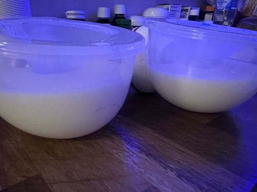 Customer photo review of Lactation Protein Smoothie - The OG!