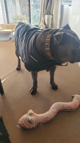 Customer photo review of Rogue Active Dog Jacket - 'BLACK'