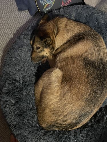 Customer photo review of Donut Dog Bed Calming Soft Comfy Anti Anxiety Plush Dog Bed
