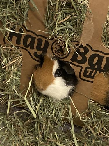 Customer photo review of Timothy Hay Bar (5 Pack)
