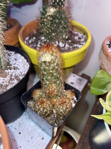 Customer photo review of Copper King Cactus | Mammillaria elongata