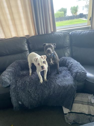 Customer photo review of Calming Couch Bed
