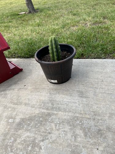Customer photo review of San Pedro Cactus | Echinopsis pachanoi