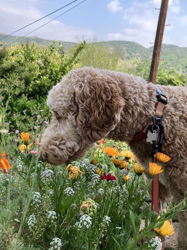 Customer photo review of Terracotta Collar - Recycled Ripstop