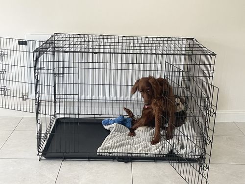 Customer photo review of Dog Crate, Heavy Duty Dog Cage With 2 Doors