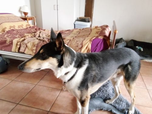 Customer photo review of Collier Anti Aboiement PuppySafe