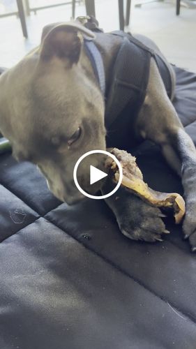 Customer video review of Aussie Beef Snout