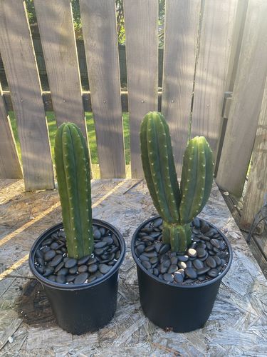 Customer photo review of San Pedro Cactus Cuttings | Echinopsis (Trichocereus) pachanoi Cuttings