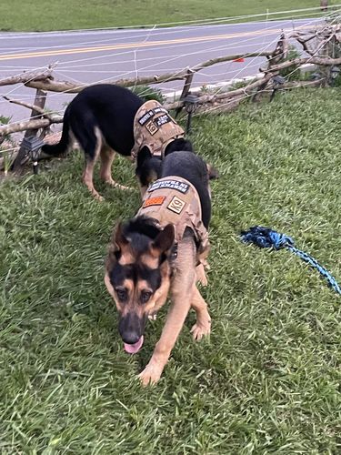 Customer photo review of Classic Heavy-Duty Tactical No-Pull Team K9™ Dog Harness With Front & Back D-Rings, Quick-Release Metal-Buckles, Hook & Loop Panels, & Top Handle