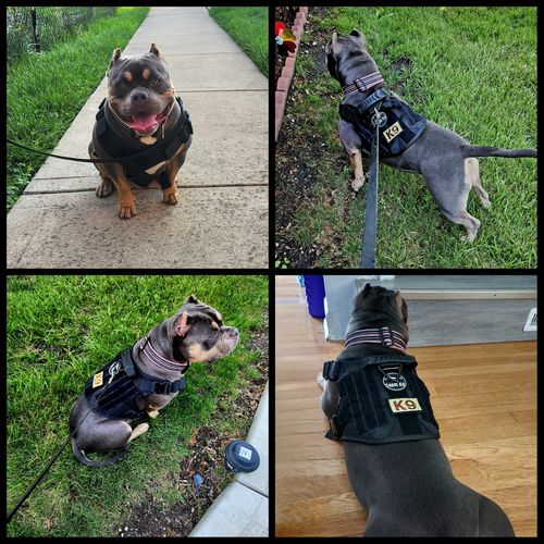 Customer photo review of Classic Heavy-Duty Tactical No-Pull Team K9™ Dog Harness With Front & Back D-Rings, Quick-Release Metal-Buckles, Hook & Loop Panels, & Top Handle