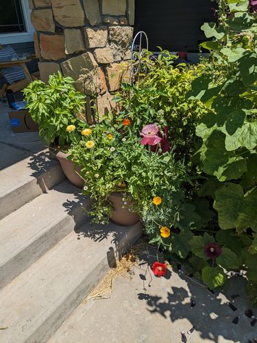 Customer photo review of Three-Season Bloom Flower Mix Seeds